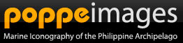 Lot of Underwater Pictures from Philippines